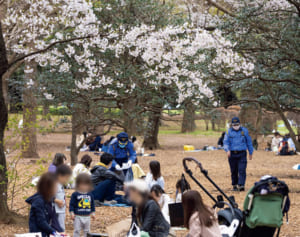 リバウンド回避できる？新しい「お花見」様式の現場写真13