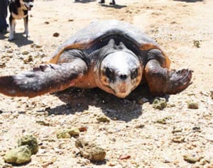 「亀仙人」が救ったカメ、海に帰る　けがも治り元気に「竜宮城」へ