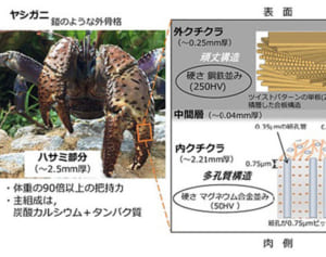 ヤシガニ「軽くて鋼鉄並み」はさみの秘密は100層構造　素材開発応用も
