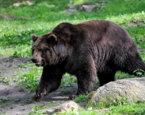 ヒグマに襲われた男性が九死に一生「頭噛まれて骨砕けた」