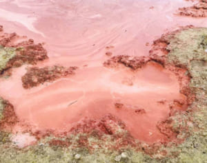 なぜ？沖縄の海が真っ赤に…正体は大規模なサンゴ産卵