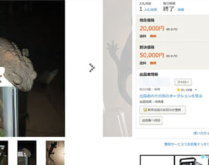 希少イモリか？ヤフオクに出品　違法の可能性　県警「事実関係を確認」