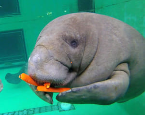 美ら海水族館を自宅で！もぐもぐマナティー、イルカにも会える＜おうちでうちなーバーチャル観光＞下