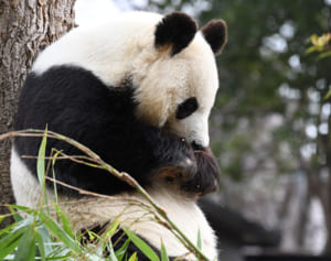 『パンダ自身』編集部が選ぶパンダNEWS上半期ベスト7