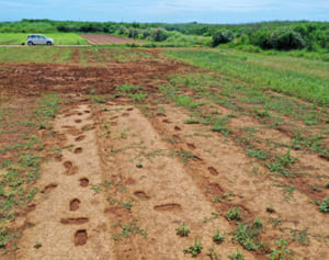 米軍ヘリ離陸後の畑に引きずった跡　耕作者ら5日ぶり確認　津堅島不時着