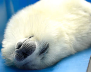 可愛すぎる♪大阪・海遊館のアザラシが「あげたて」大バズ中