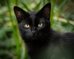 「うちの猫は泥棒です」飼い主が看板を設置した理由とは