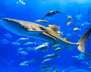 美ら海水族館のジンベエザメが体調不良、海で治療へ