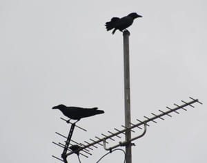 子育てカラス、児童ら襲い転倒者も…名護博物館敷地　規定で駆除困難