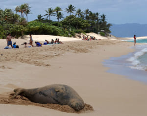 新婚旅行カップルのTikTok投稿動画が炎上…殺害予告まで