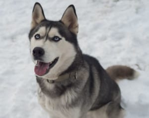 ハスキー犬を道端に捨てた男が動物虐待の疑いで逮捕される