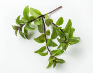 夏の食欲不振、消化不良におすすめのハーブ3選
