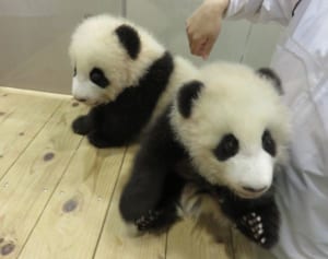 上野ふたごパンダの経済効果308億円！パンダカフェも売上激増！