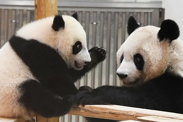 赤ちゃん動物8種のラブリーすぎる瞬間 ダイブしたのは誰 女性自身