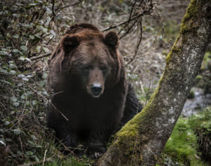ロシアで1歳女児がクマの出る森で迷子に…3日後に無事発見