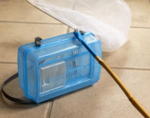 “過剰なまでの虫嫌い”増加の理由は「感情の誤反応」…東大院が分析