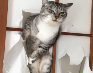 猫が障子破っちゃった瞬間！スター猫たちの衝撃SHOTS