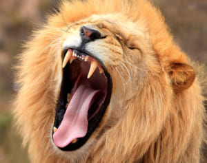 あくびには知られざる効能が！ストレスを最速で解消し快眠効果も