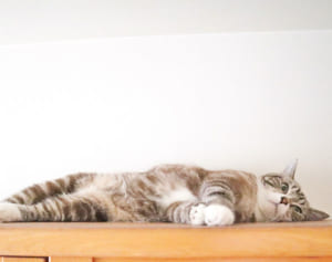 『ドッキリGP』の“猫に大トロ”企画が「お腹壊す」と物議…獣医もリスクを指摘