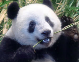 見ているだけで癒される愛しのシャンシャン♪　2021年フォトコンテスト大賞発表～