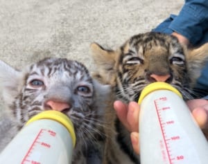 香川で生まれた双子のトラちゃんが茶色＆ホワイトで可愛すぎ