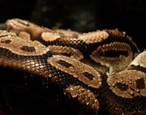 遺体で見つかった男性の部屋に125匹超のヘビが飼育されていた