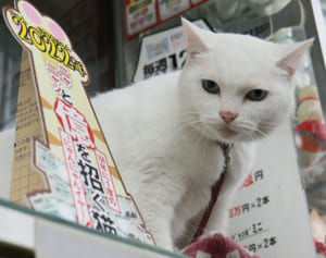 年末年始の宝くじは実績総額70億円の「看板リアル猫売り場」で買う！