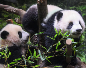 倍率348倍！上野の双子パンダ初観覧で見られた超幸運ショット