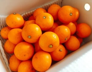 冬の東北に段ボールでみかんを送ると腐る？北国におけるクール便の意外な役割