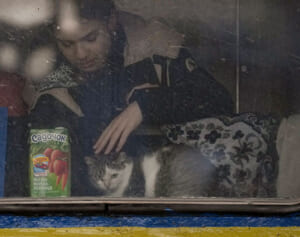 “猫界の国連”が国際大会からロシアのネコを排除する“制裁”を発動