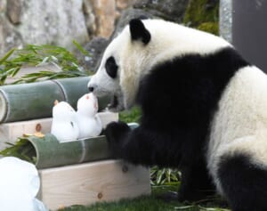 和歌山のパンダ・楓浜が雪だるまにガブリ！した茶目っ気写真