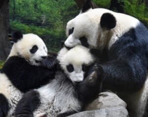 上野の双子パンダ・シャオレイの一般公開ふたたび♪BESTカット