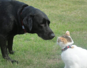ウクライナの動物保護施設に食糧を無償提供！いなば食品に相次ぐ称賛