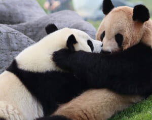 末っ子パンダ楓浜がママから独り立ち【最新写真レポート】