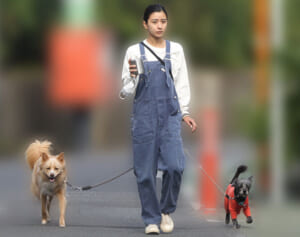 黒島結菜　朝ドラクランクイン直前に目撃した保護犬2匹との“息抜き散歩”