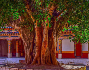 聖なる木でヌードを撮影したロシア人インフルエンサーが国外退去処分