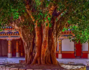 聖なる木でヌードを撮影したロシア人インフルエンサーが国外退去処分