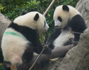 安住アナ＆園長「背中のラインはなぜ緑？」双子パンダ秘話