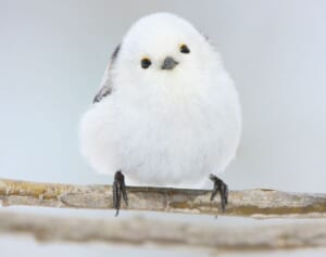 2022年はシマエナガ元年！「もふもふジャンプ」なスクープ写真