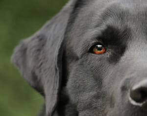 電子機器の匂いをかぎ分ける犬の活躍で小児性愛者を逮捕