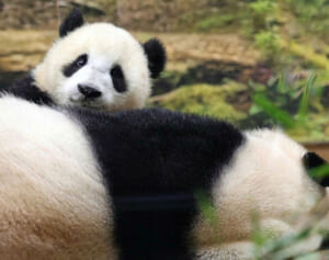 双子パンダのダブル授乳！可愛すぎる奇跡の瞬間を発見撮