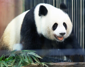 上野動物園生まれのパンダはみんな6月生まれ【BEST写真集】