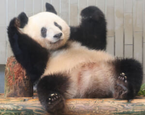 シャンシャン“5シャイ”のかわいすぎ成長アルバム