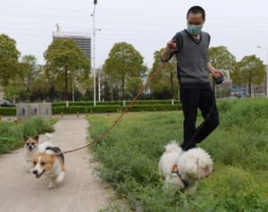 特効薬ナシ、致死率は20％…猫・犬からも感染する“恐怖の出血熱”が全国で拡大中！