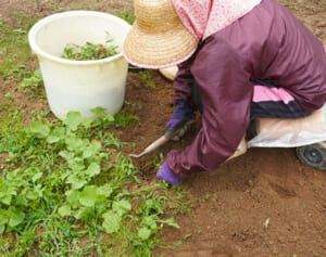 半日で雑草が枯れる“お酢の除草剤”…「100均グッズ」裏ワザ9選