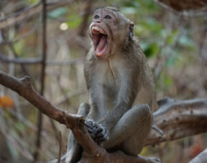 インドでサルが人間の赤ちゃんを強奪、テラスから放り投げて死なせる