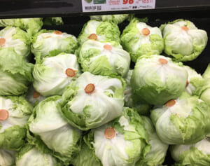 一玉10円で爆安！物価高を乗り越える1食180円レタス料理