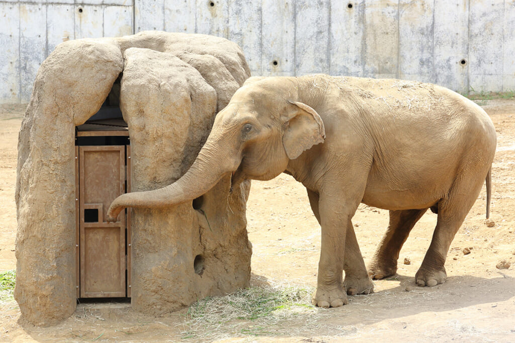 白内障で目が見えない象のアヌーラ　体調が悪い時は仲間の象に支えられた