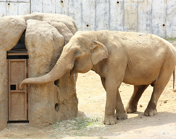 白内障で目が見えない象のアヌーラ　体調が悪い時は仲間の象に支えられた
