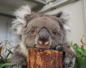 敬老の日企画！ご長寿アニマルズのイキイキ格言7